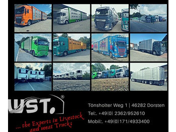 Kamion za prijevoz stoke MAN TGX 26.480 XL Menke   3 Stock Vollalu Hubdach: slika Kamion za prijevoz stoke MAN TGX 26.480 XL Menke   3 Stock Vollalu Hubdach
