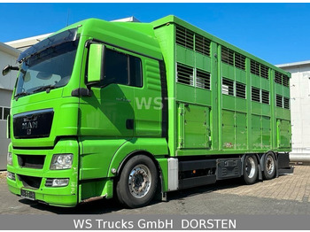 MAN TGX 26.480 XL KABA 3 Stock Vollalu - Kamion za prijevoz stoke: slika MAN TGX 26.480 XL KABA 3 Stock Vollalu - Kamion za prijevoz stoke