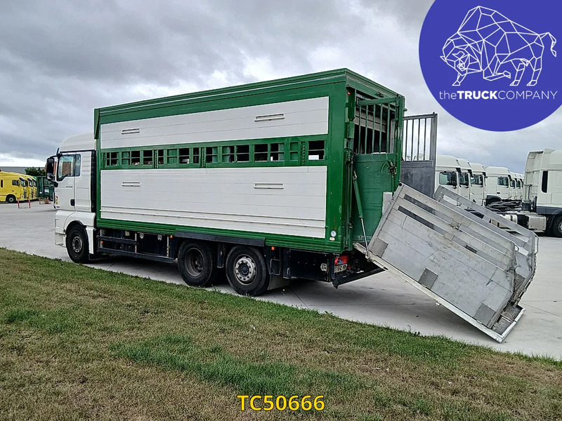 MAN TGX 460 - Kamion za prijevoz stoke: slika MAN TGX 460 - Kamion za prijevoz stoke MAN TGX 460 - Kamion za prijevoz stoke: slika MAN TGX 460 - Kamion za prijevoz stoke