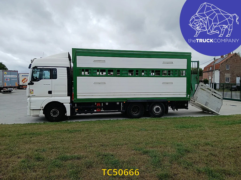 MAN TGX 460 - Kamion za prijevoz stoke: slika MAN TGX 460 - Kamion za prijevoz stoke MAN TGX 460 - Kamion za prijevoz stoke: slika MAN TGX 460 - Kamion za prijevoz stoke