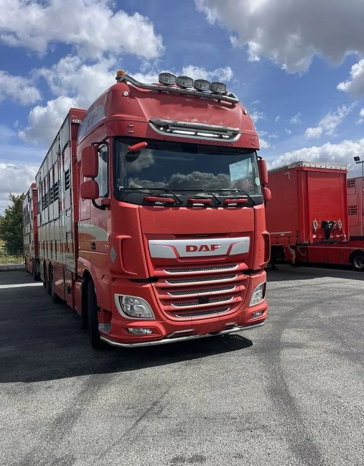 DAF XF 460 + Przyczepa Pezzaoli - 3X Trzoda, 2 X Bydło I 3 poziomy I Podnoszony dach I Hydroburta I Osie Skrętne I Poidła I Wentylatory I Pilot Manualny | Euro5 - Kamion za prijevoz stoke: slika DAF XF 460 + Przyczepa Pezzaoli - 3X Trzoda, 2 X Bydło I 3 poziomy I Podnoszony dach I Hydroburta I Osie Skrętne I Poidła I Wentylatory I Pilot Manualny | Euro5 - Kamion za prijevoz stoke DAF XF 460 + Przyczepa Pezzaoli - 3X Trzoda, 2 X Bydło I 3 poziomy I Podnoszony dach I Hydroburta I Osie Skrętne I Poidła I Wentylatory I Pilot Manualny | Euro5 - Kamion za prijevoz stoke: slika DAF XF 460 + Przyczepa Pezzaoli - 3X Trzoda, 2 X Bydło I 3 poziomy I Podnoszony dach I Hydroburta I Osie Skrętne I Poidła I Wentylatory I Pilot Manualny | Euro5 - Kamion za prijevoz stoke