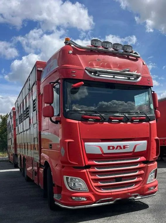 DAF XF 530 + Przyczepa Pezzaoli - 3X Trzoda, 2 X Bydło I 3 poziomy I Podnoszony dach I Hydroburta I Osie Skrętne I Poidła I Wentylatory I Pilot Manualny | - Kamion za prijevoz stoke: slika DAF XF 530 + Przyczepa Pezzaoli - 3X Trzoda, 2 X Bydło I 3 poziomy I Podnoszony dach I Hydroburta I Osie Skrętne I Poidła I Wentylatory I Pilot Manualny | - Kamion za prijevoz stoke DAF XF 530 + Przyczepa Pezzaoli - 3X Trzoda, 2 X Bydło I 3 poziomy I Podnoszony dach I Hydroburta I Osie Skrętne I Poidła I Wentylatory I Pilot Manualny | - Kamion za prijevoz stoke: slika DAF XF 530 + Przyczepa Pezzaoli - 3X Trzoda, 2 X Bydło I 3 poziomy I Podnoszony dach I Hydroburta I Osie Skrętne I Poidła I Wentylatory I Pilot Manualny | - Kamion za prijevoz stoke