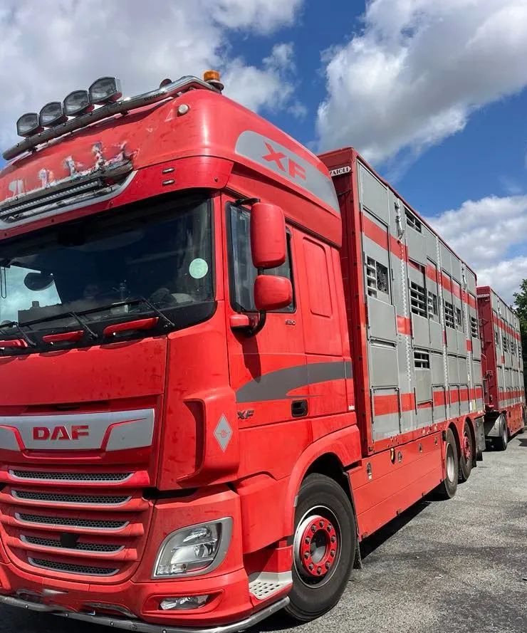 DAF XF 530 + Przyczepa Pezzaoli - 3X Trzoda, 2 X Bydło I 3 poziomy I Podnoszony dach I Hydroburta I Osie Skrętne I Poidła I Wentylatory I Pilot Manualny | - Kamion za prijevoz stoke: slika DAF XF 530 + Przyczepa Pezzaoli - 3X Trzoda, 2 X Bydło I 3 poziomy I Podnoszony dach I Hydroburta I Osie Skrętne I Poidła I Wentylatory I Pilot Manualny | - Kamion za prijevoz stoke DAF XF 530 + Przyczepa Pezzaoli - 3X Trzoda, 2 X Bydło I 3 poziomy I Podnoszony dach I Hydroburta I Osie Skrętne I Poidła I Wentylatory I Pilot Manualny | - Kamion za prijevoz stoke: slika DAF XF 530 + Przyczepa Pezzaoli - 3X Trzoda, 2 X Bydło I 3 poziomy I Podnoszony dach I Hydroburta I Osie Skrętne I Poidła I Wentylatory I Pilot Manualny | - Kamion za prijevoz stoke
