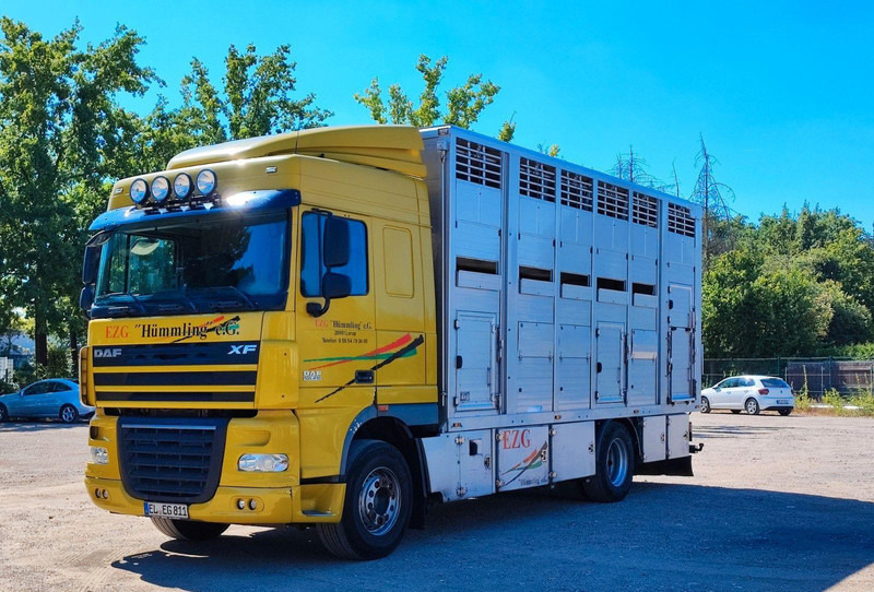 DAF XF410 Menke Doppelstock - Kamion za prijevoz stoke: slika DAF XF410 Menke Doppelstock - Kamion za prijevoz stoke DAF XF410 Menke Doppelstock - Kamion za prijevoz stoke: slika DAF XF410 Menke Doppelstock - Kamion za prijevoz stoke